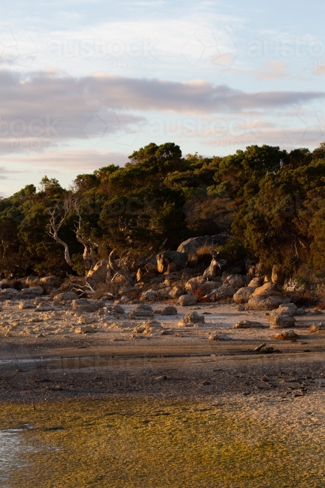 The edge of the estuary with mud flats and melaleuca trees - Australian Stock Image