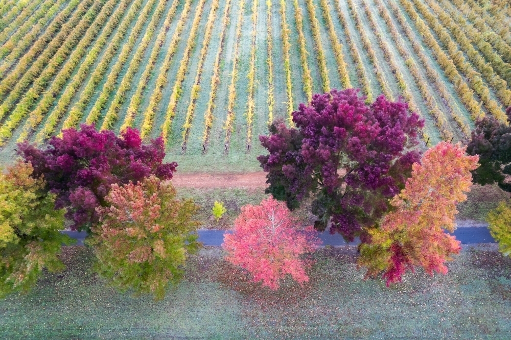 The end of a vineyard with autumn trees on the end of the crop - Australian Stock Image
