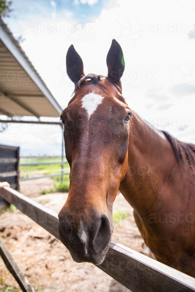 The face of a brown horse with a white star - Australian Stock Image