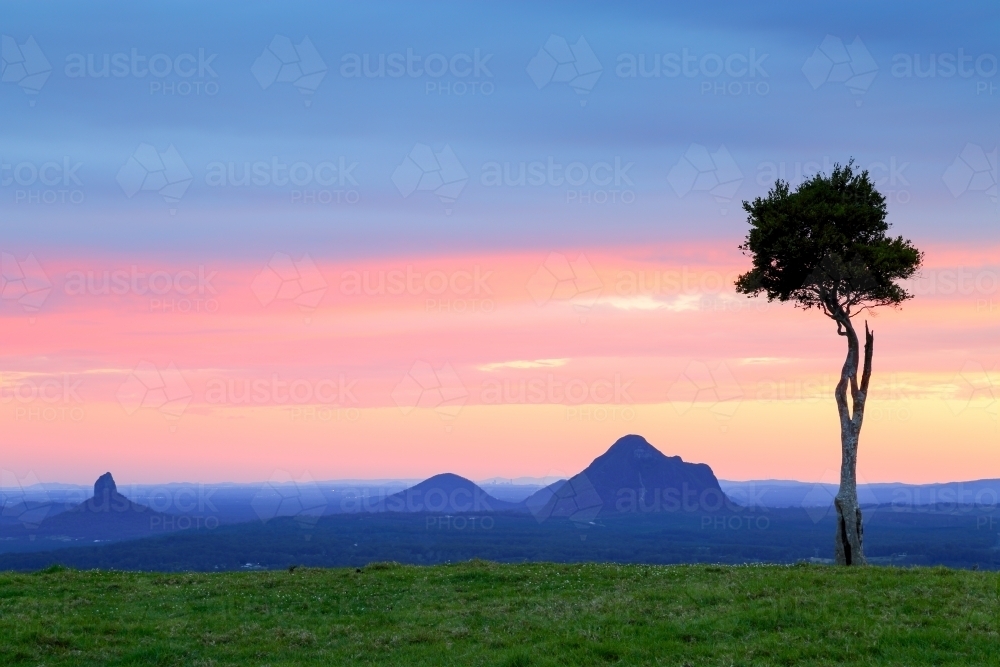 The famed One Tree Hill tree in front of the Glasshouse Mountains. - Australian Stock Image