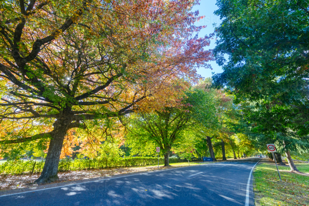 The famous entrance into Bright on an autumn morning, along the Great Alpine Rd in Victoria - Australian Stock Image