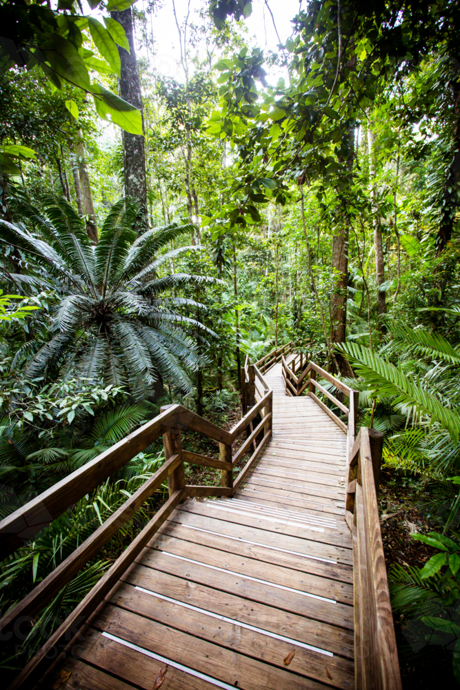 The famous Jindalba Boardwalk thru ancient rainforest in the Daintree region of Queensland - Australian Stock Image
