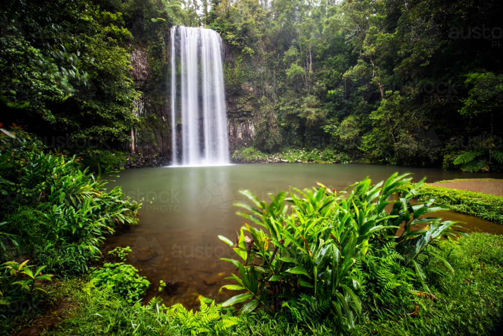 The famous Millaa Millaa waterfall in the Atherton Tablelands area of Queensland, Australia - Australian Stock Image