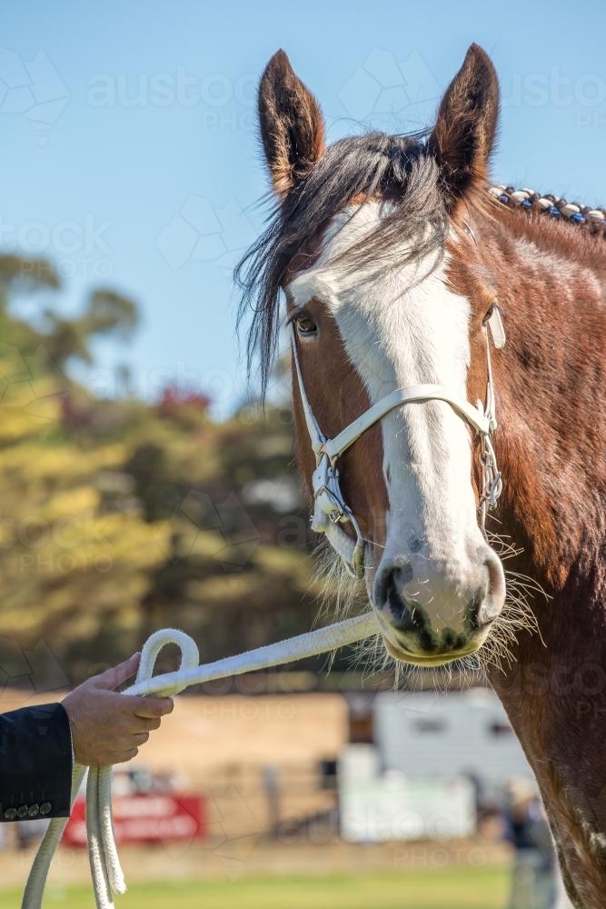 The head of a Clydesdale horse being held - Australian Stock Image