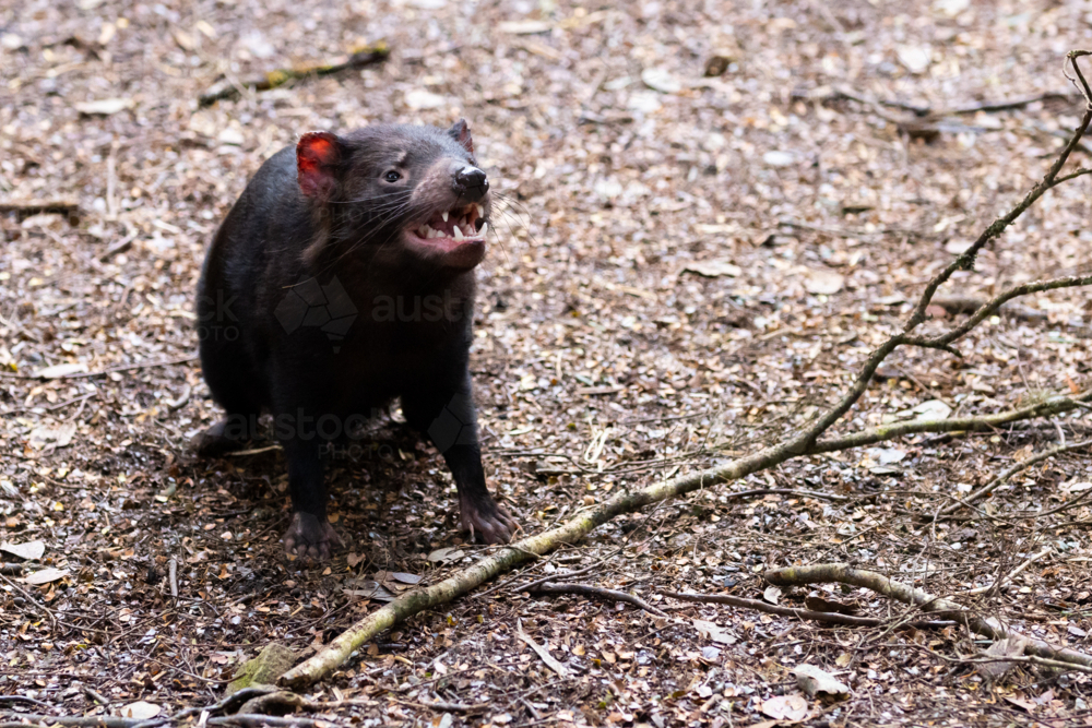 The iconic Tasmanian Devil in a natural environment on a cool spring day near Cradle Mountain - Australian Stock Image