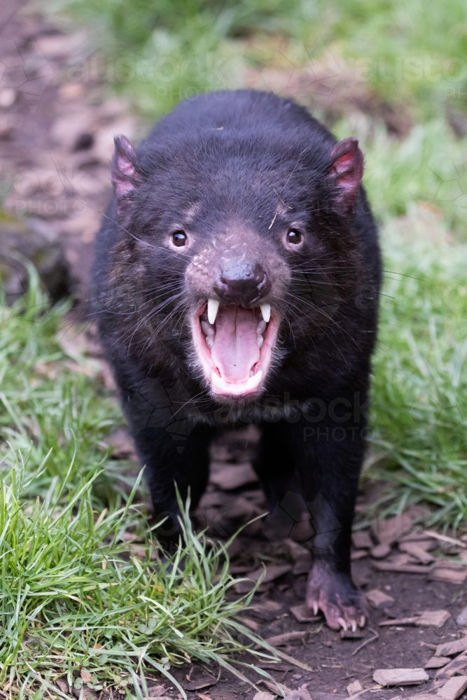 The iconic Tasmanian Devil in a natural environment on a cool spring day near Cradle Mountain - Australian Stock Image
