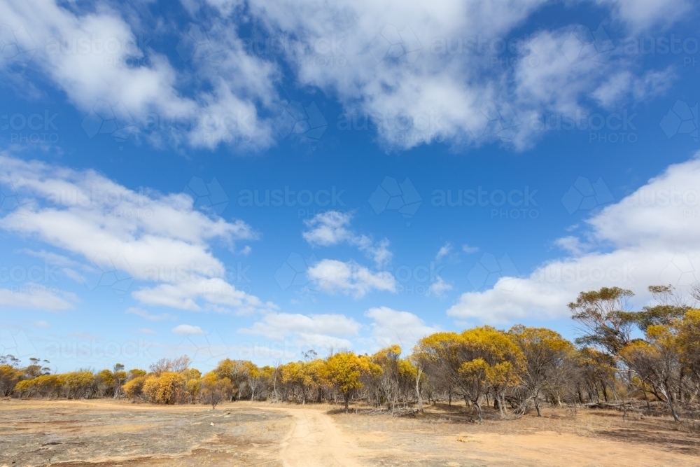 The jam patch reserve near Lake Grace - Australian Stock Image