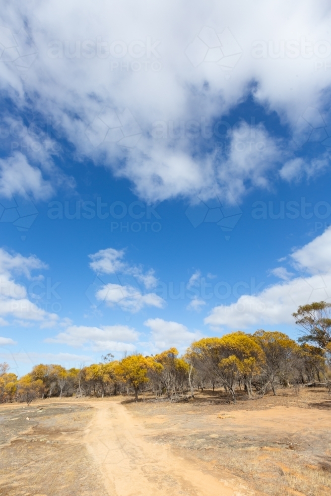 The jam patch reserve near Lake Grace - Australian Stock Image