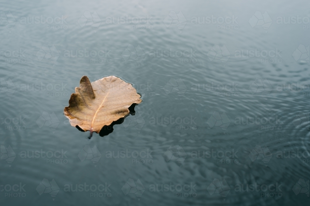 The leaves float on the water - Australian Stock Image