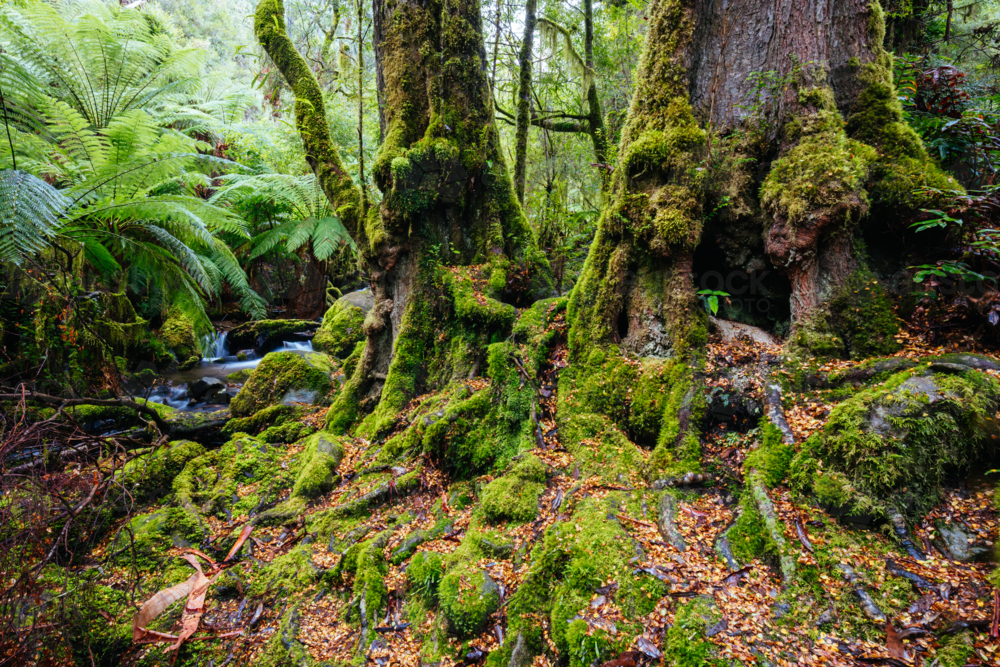 The public Rainforest Gallery on the slopes of Mt Donna Buang near Warburton Victoria - Australian Stock Image