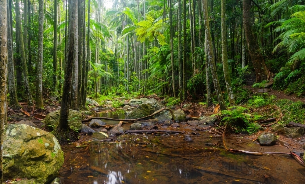 The Rainforest Floor - Australian Stock Image