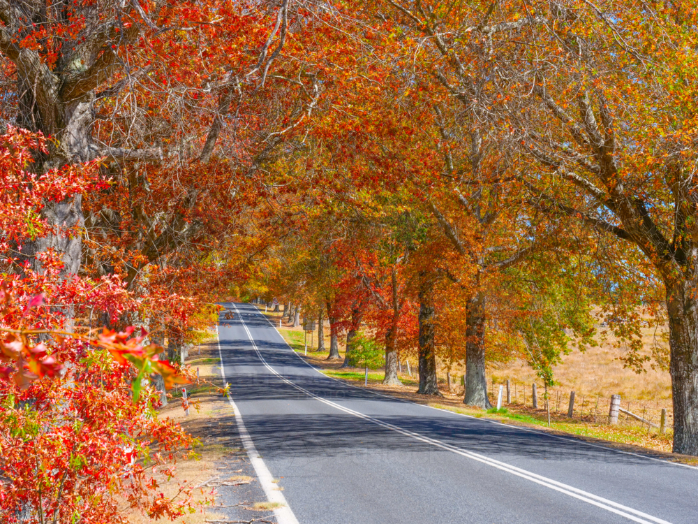 The road into Tenterfield in Autumn - Australian Stock Image
