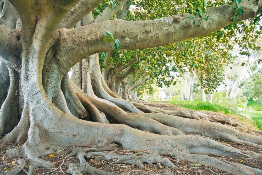 The roots and branches of a large Moreton Bay Fig tree - Australian Stock Image