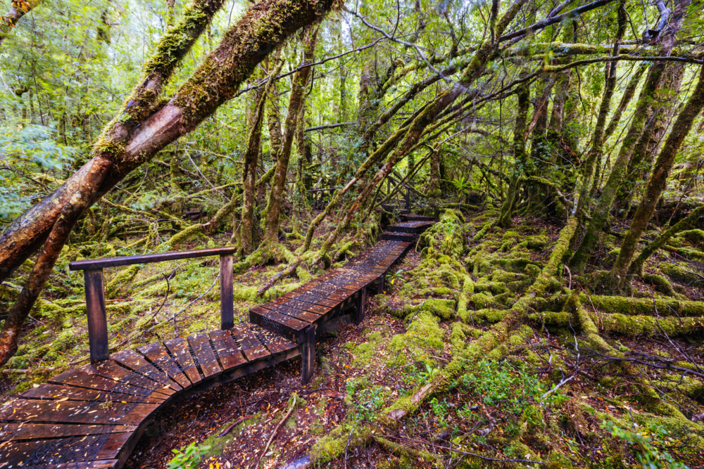 The secluded Creepy Crawly Trail and landscape on a cool summer afternoon in Southwest National Park - Australian Stock Image