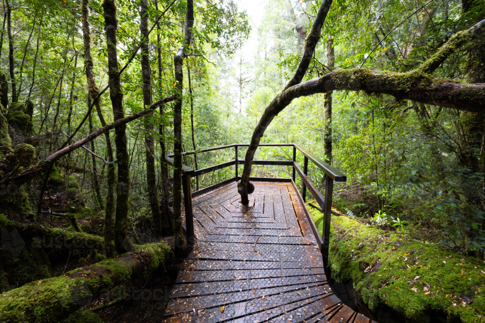 The secluded Creepy Crawly Trail and landscape on a cool summer afternoon in Southwest National Park - Australian Stock Image