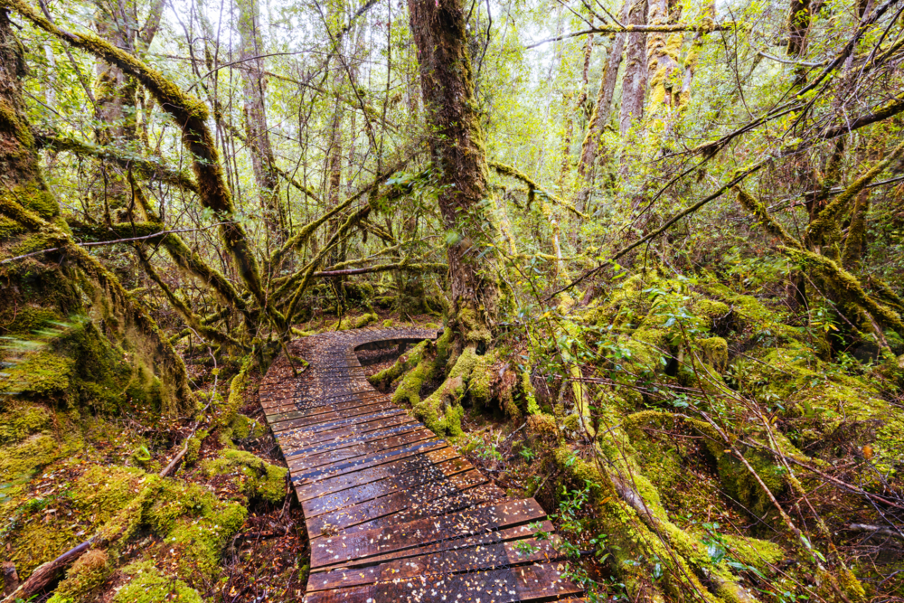 The secluded Creepy Crawly Trail and landscape on a cool summer afternoon in Southwest National Park - Australian Stock Image