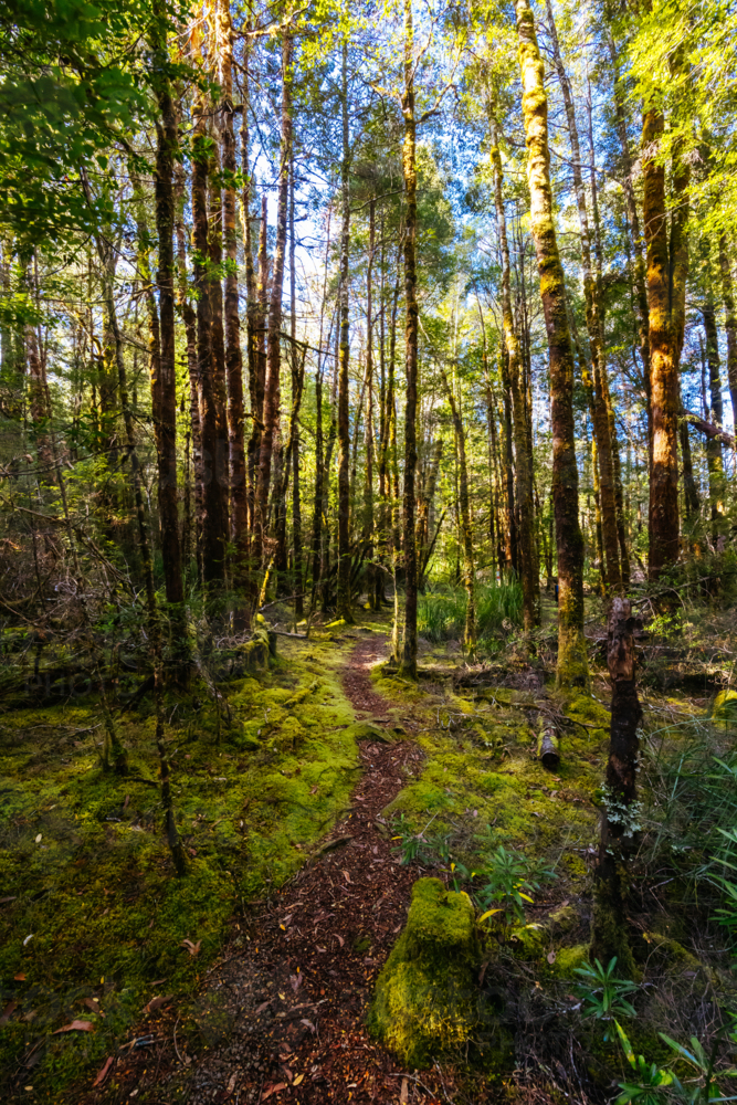 The secluded Twisted Sister Trail and landscape on a cool summer afternoon - Australian Stock Image