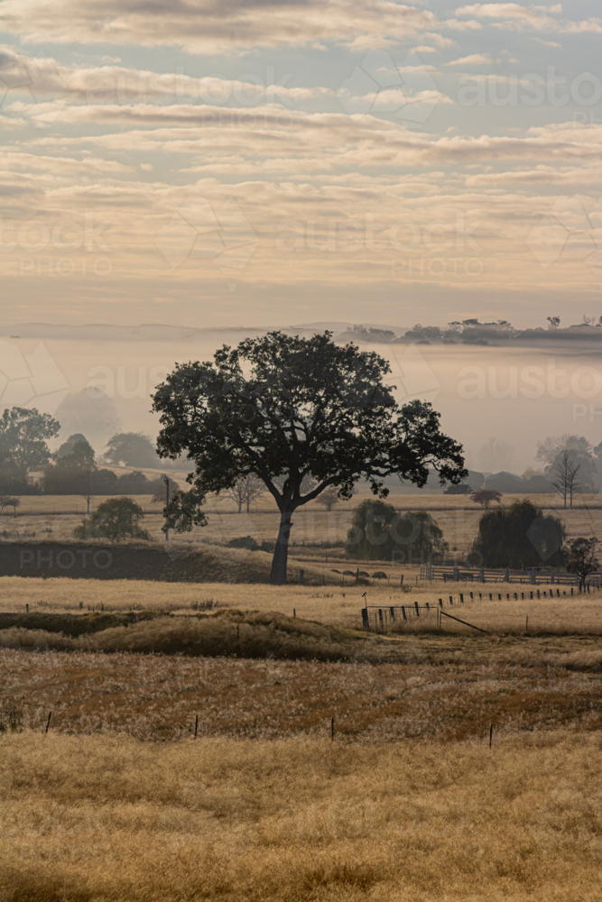 The silhouette of a tree in a country field under a cloudy sky - Australian Stock Image