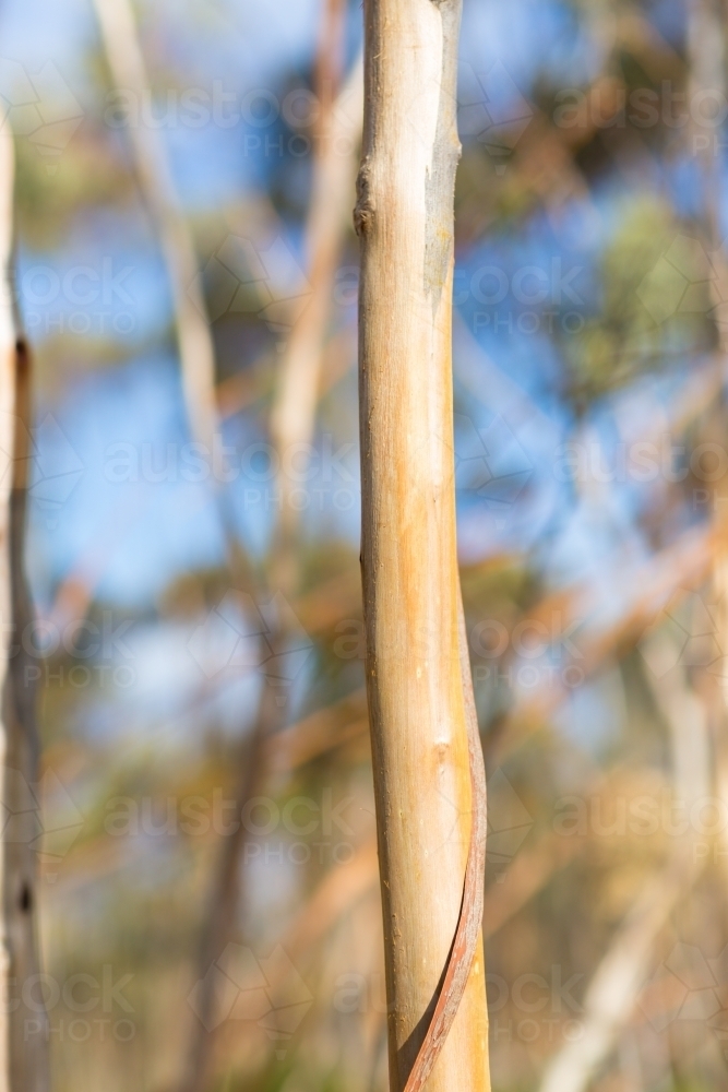 The smooth trunk of a young gimlet tree in mallee woodland - Australian Stock Image