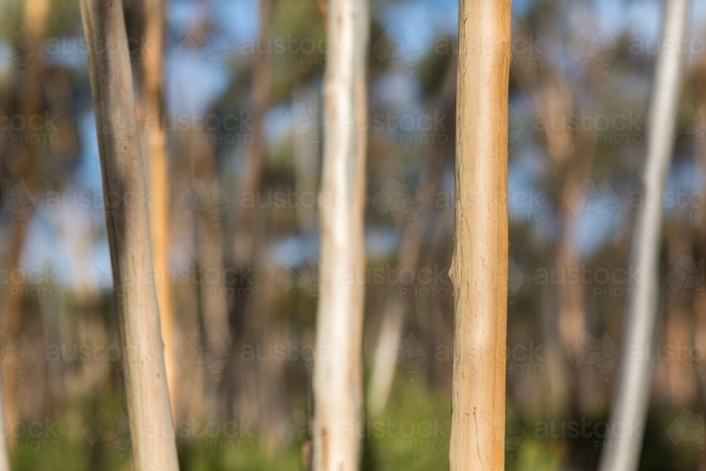 Image of The smooth trunks of young gimlet trees in woodland - Austockphoto