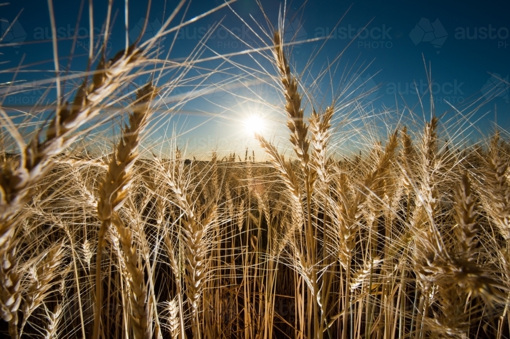 The sun rises over a mature wheat crop - Australian Stock Image