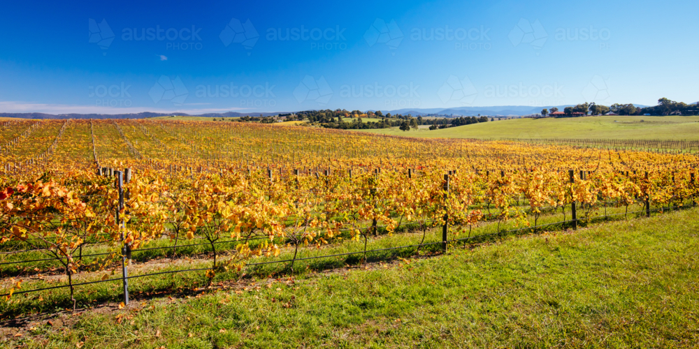 The sun rises through fog over autumn coloured vines in the Yarra Valley near Yarra Glen, Victoria - Australian Stock Image