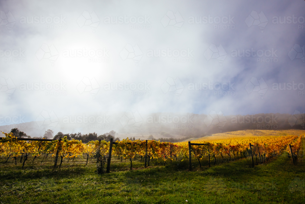 The sun rises thru fog over autumn colored vines in the Yarra Valley. - Australian Stock Image