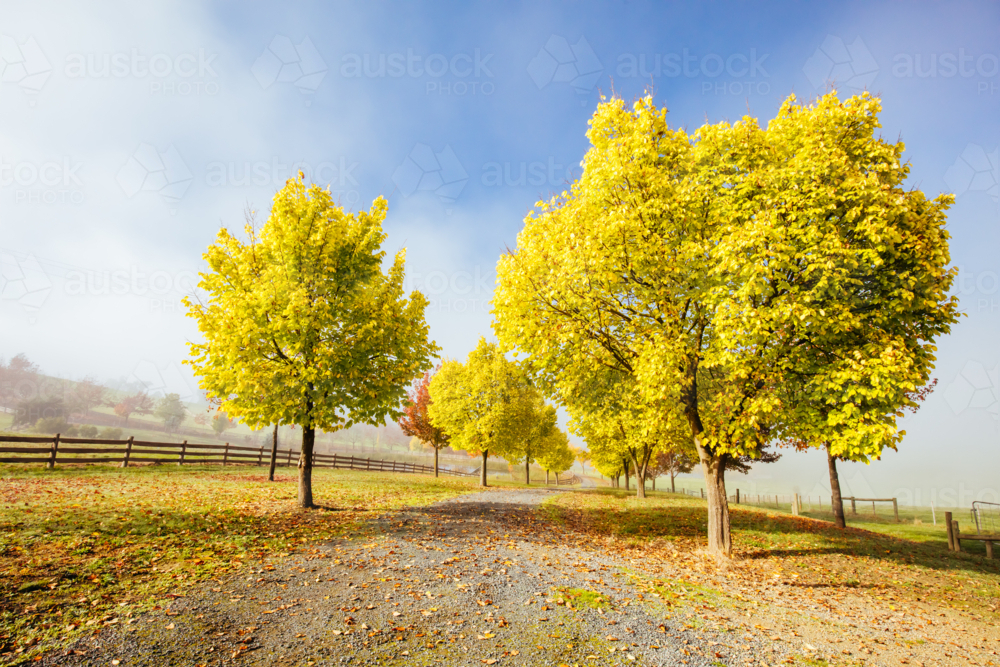 The sun rises thru fog over autumn coloured trees and driveway in the Yarra Valley near Yarra Glen - Australian Stock Image