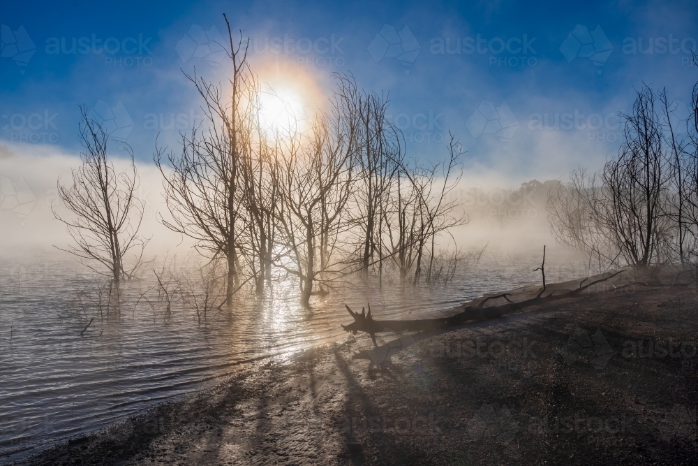 The Sun rising over dead trees in the water of a foggy covered lake - Australian Stock Image