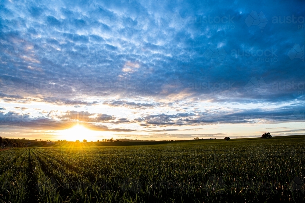 The sun sets over a grain crop in winter - Australian Stock Image