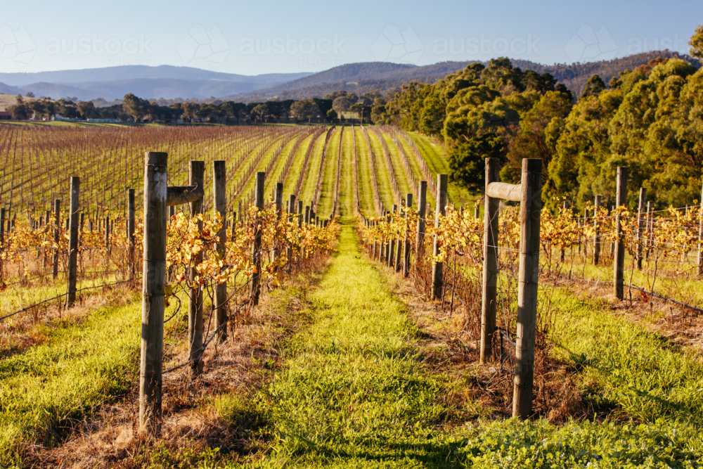 The sun sets over recently picked vines on a warm autumn evening in Yarra Valley, Victoria - Australian Stock Image