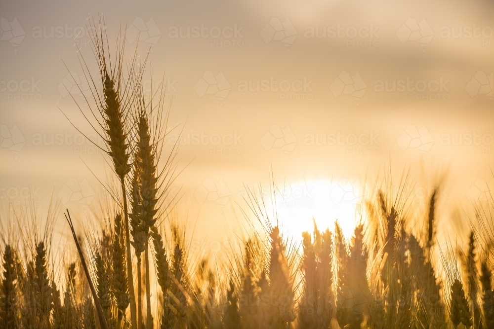 The sun setting behind a close up of wheat growing in a paddock - Australian Stock Image