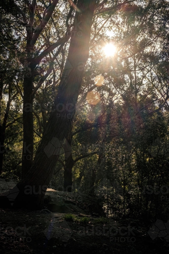 the sun shining through the forest canopy - Australian Stock Image