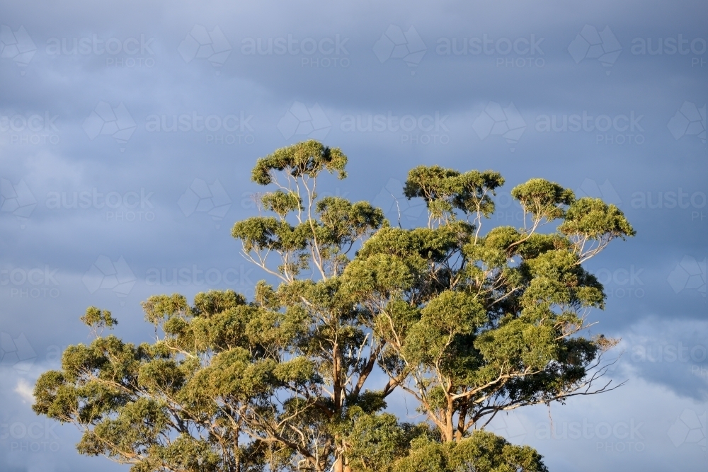 The top of a huge eucalyptus tree under storm clouds - Australian Stock Image