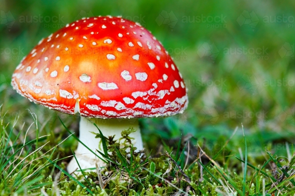 The toxic psychoactive Amanita muscaria - a fungus of fairy tales - Australian Stock Image