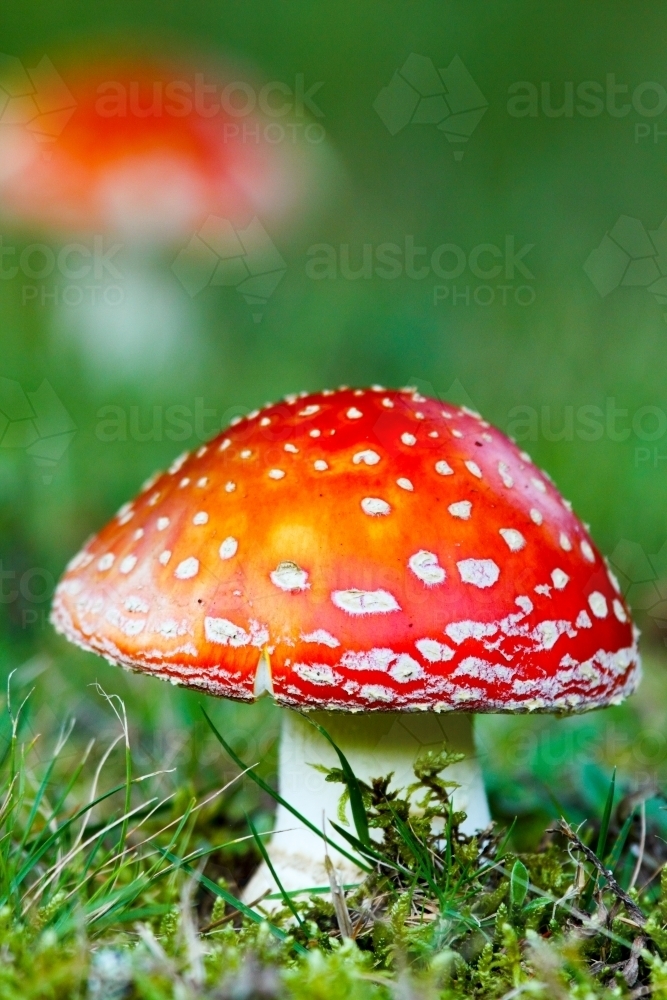 The toxic psychoactive Amanita muscaria - a fungus of fairy tales - Australian Stock Image