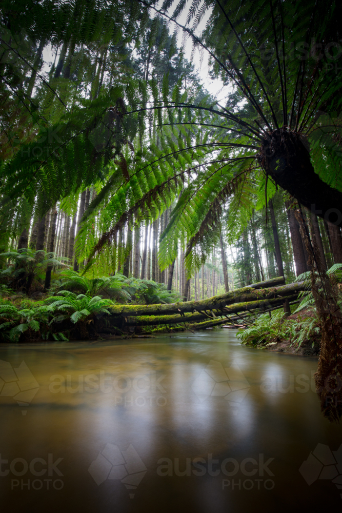 The tranquil Californian Redwood Forest in Cape Otway, Victoria, Australia - Australian Stock Image
