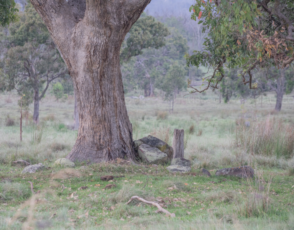The trunk of a old gum tree in a field - Australian Stock Image
