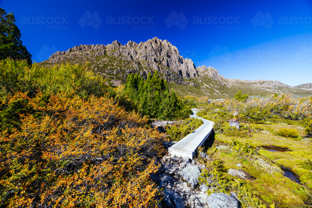 The turning of the Fagus on the western slopes of Cradle Mountain on a warm autumn afternoon - Australian Stock Image