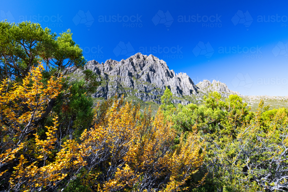 The turning of the Fagus on the western slopes of Cradle Mountain on a warm autumn afternoon - Australian Stock Image