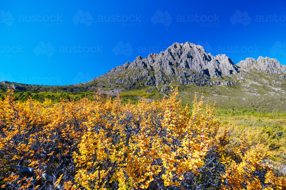 The turning of the Fagus on the western slopes of Cradle Mountain on a warm autumn afternoon - Australian Stock Image