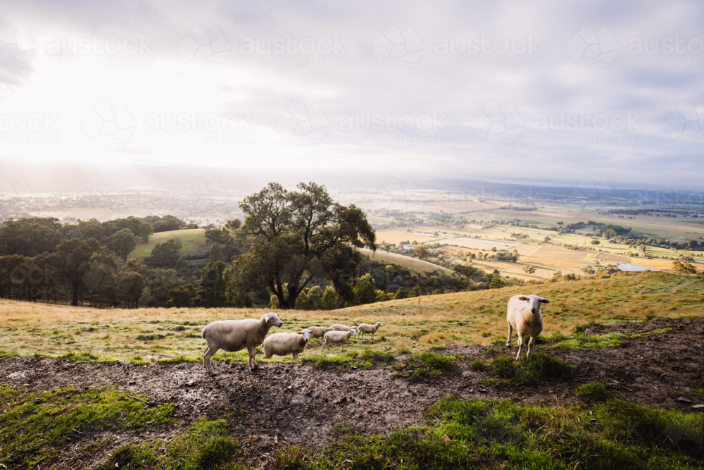 The view over Yarra Glen on a cool foggy autumn morning in Victoria, Australia - Australian Stock Image