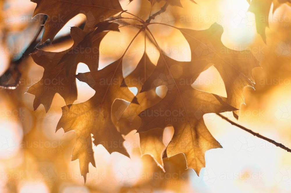 The warm, golden light of the autumn sun illuminates the leaves - Australian Stock Image