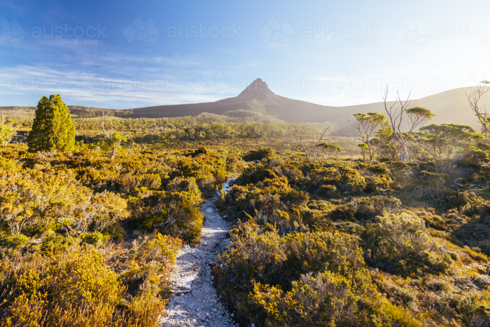 The wide landscape views at sunset of Barn Bluff and alpine heath plants on the Overland Track - Australian Stock Image