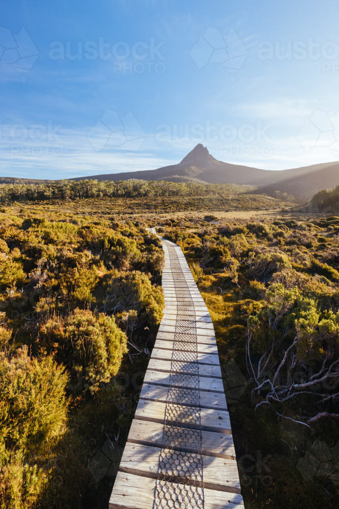 The wide landscape views at sunset of Barn Bluff and alpine heath plants on the Overland Track - Australian Stock Image
