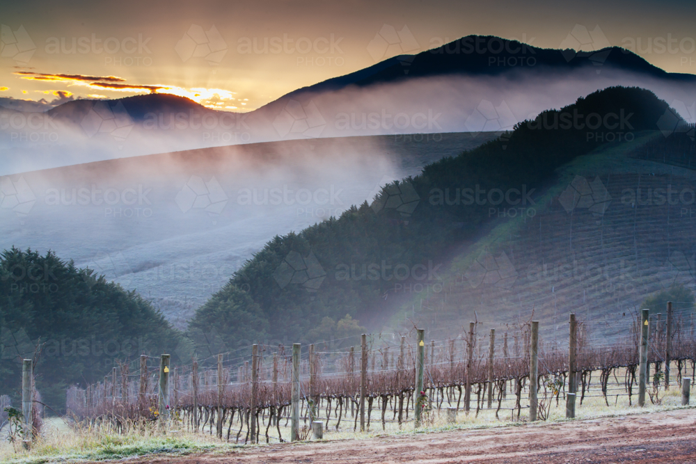 The winter sun rises on a cold misty and frosty morning in the Yarra Valley, Victoria, Australia - Australian Stock Image
