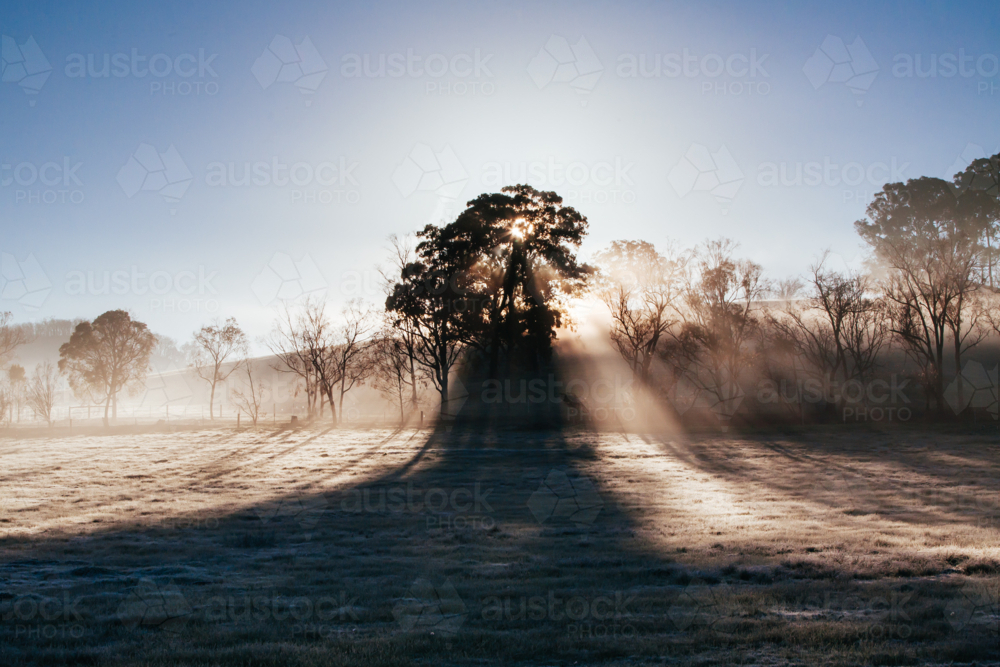 The winter sun rises on a cold misty and frosty morning in the Yarra Valley, Victoria, Australia - Australian Stock Image