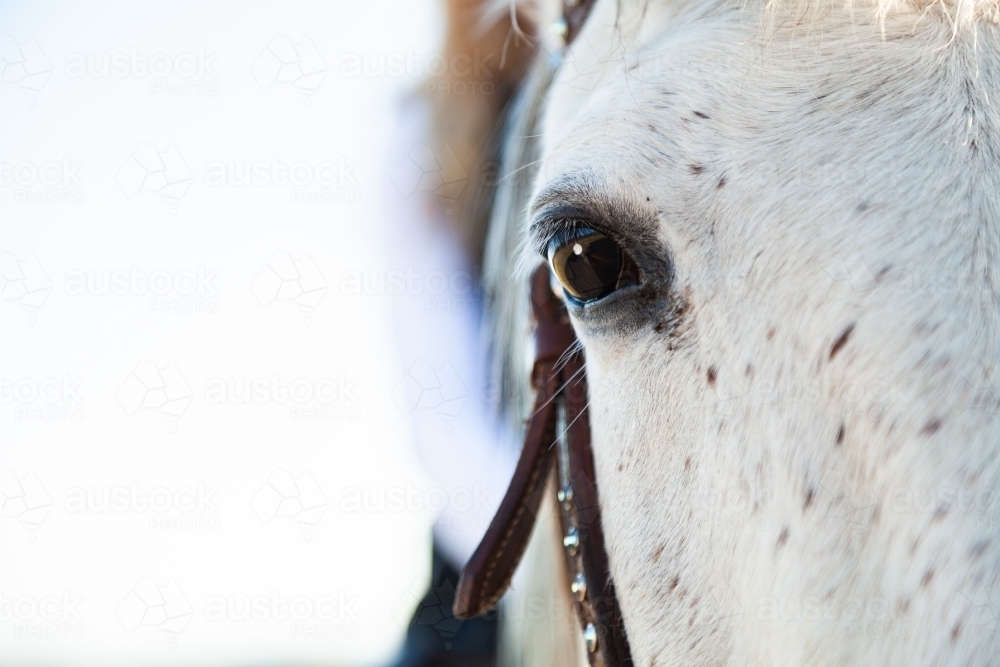 They brown eye of a grey horse close up in detail - Australian Stock Image