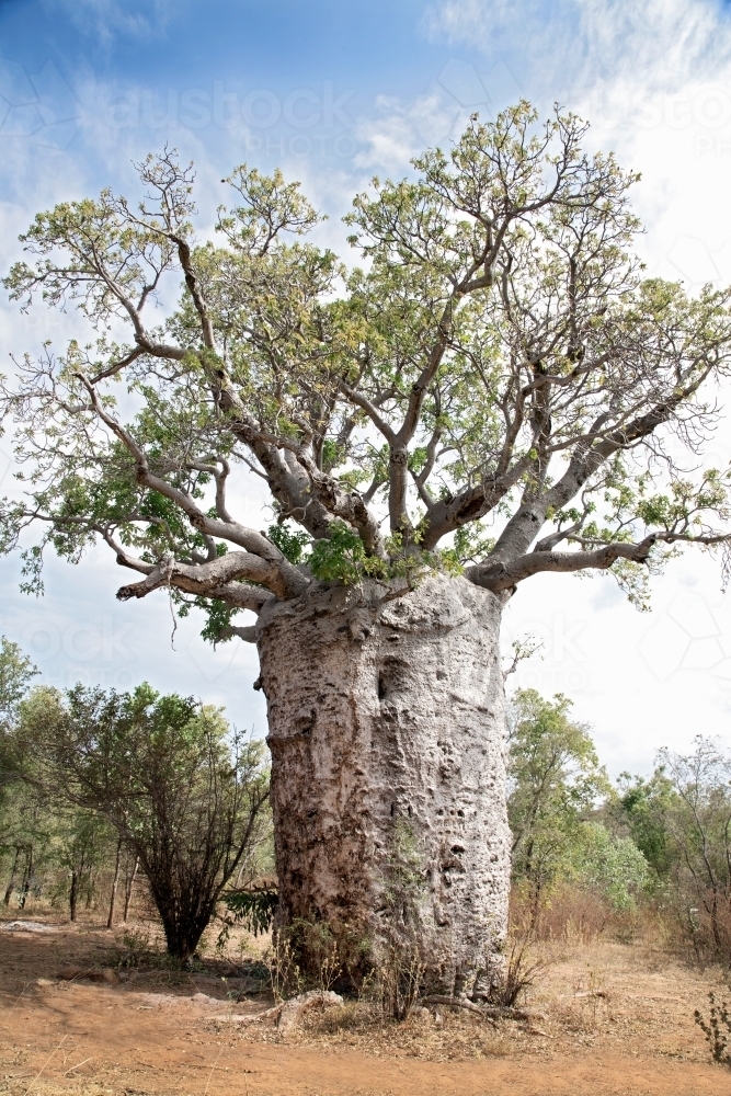 Thick trunk tree in outback - Australian Stock Image