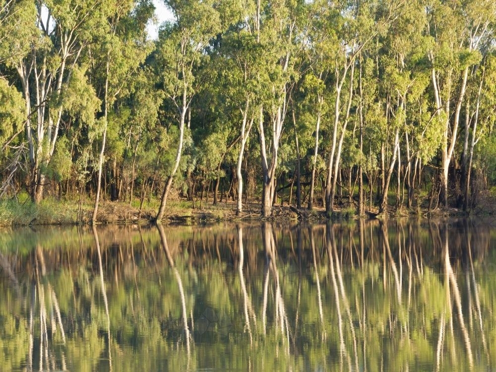 Thin gum trees reflected in a farm dam - Australian Stock Image